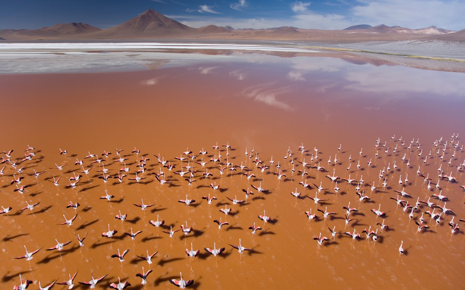 flamingos nature wide plain birds orange mountain sky blue water wildne