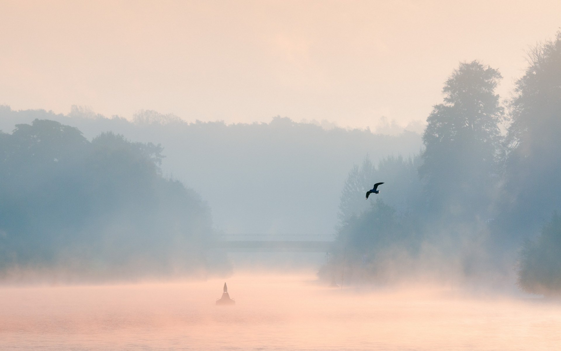 morgen see nebel vogel landschaft