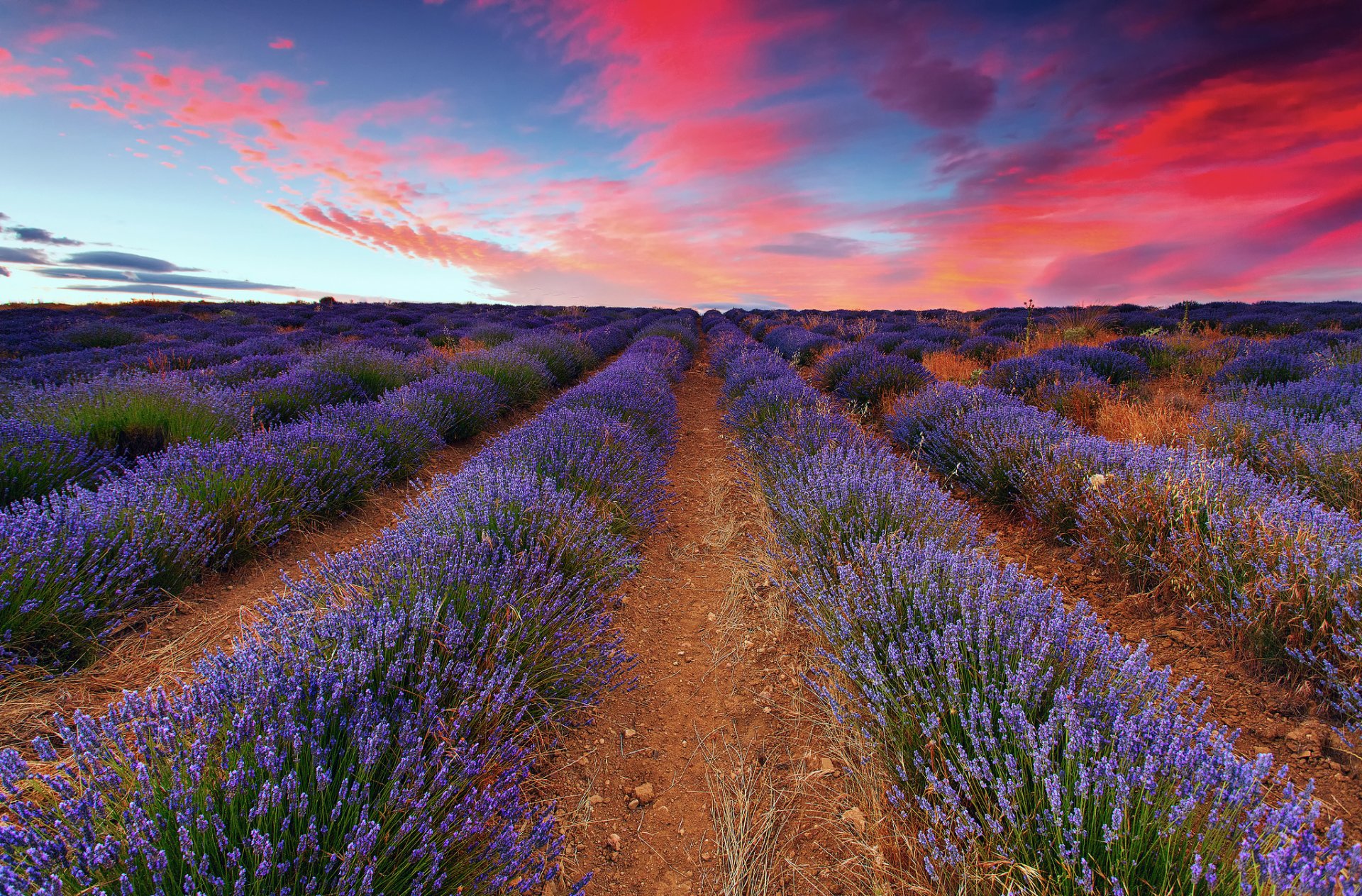 campo lavanda cielo nubes puesta de sol