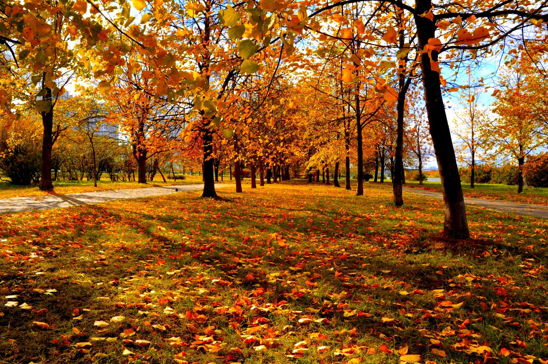 herbst stadtpark bäume rotgelbe blätter