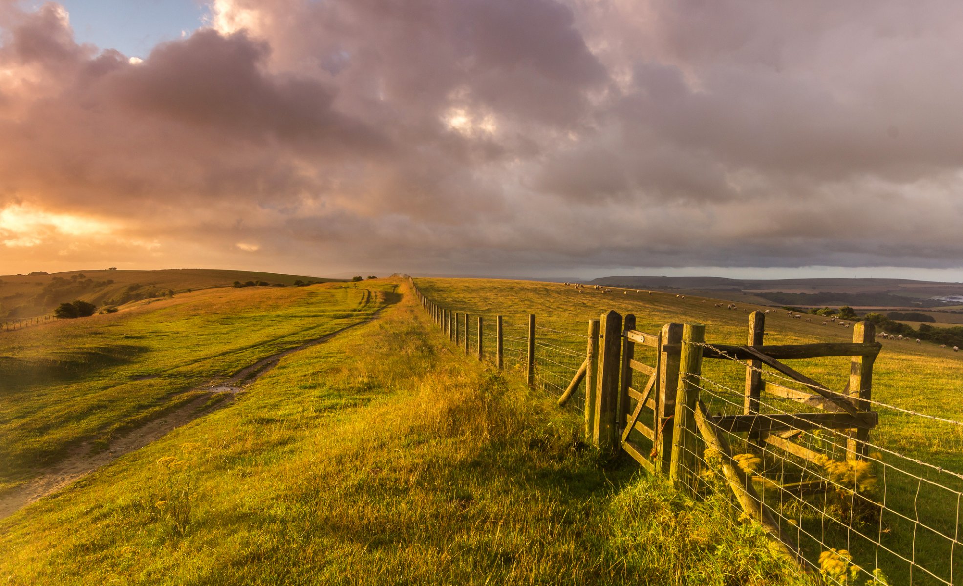 west sussex inghilterra regno unito paesaggio campo erba colline recinzione recinzione fattoria pecore natura sera