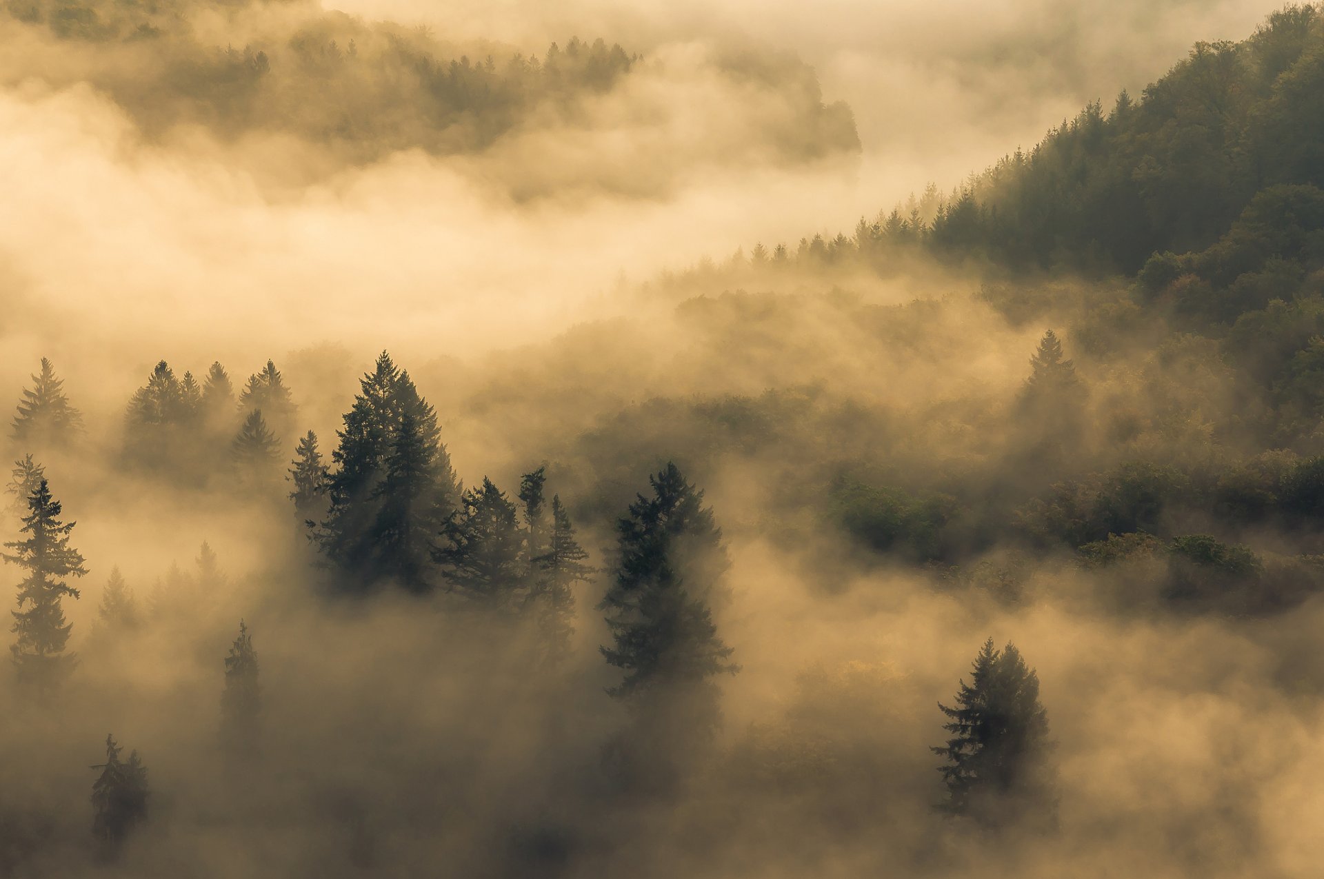 morning fog forest