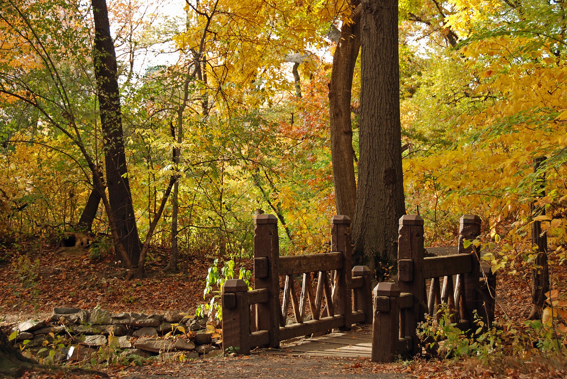 jesień park most krajobraz natura drzewo zmiana rozmiaru