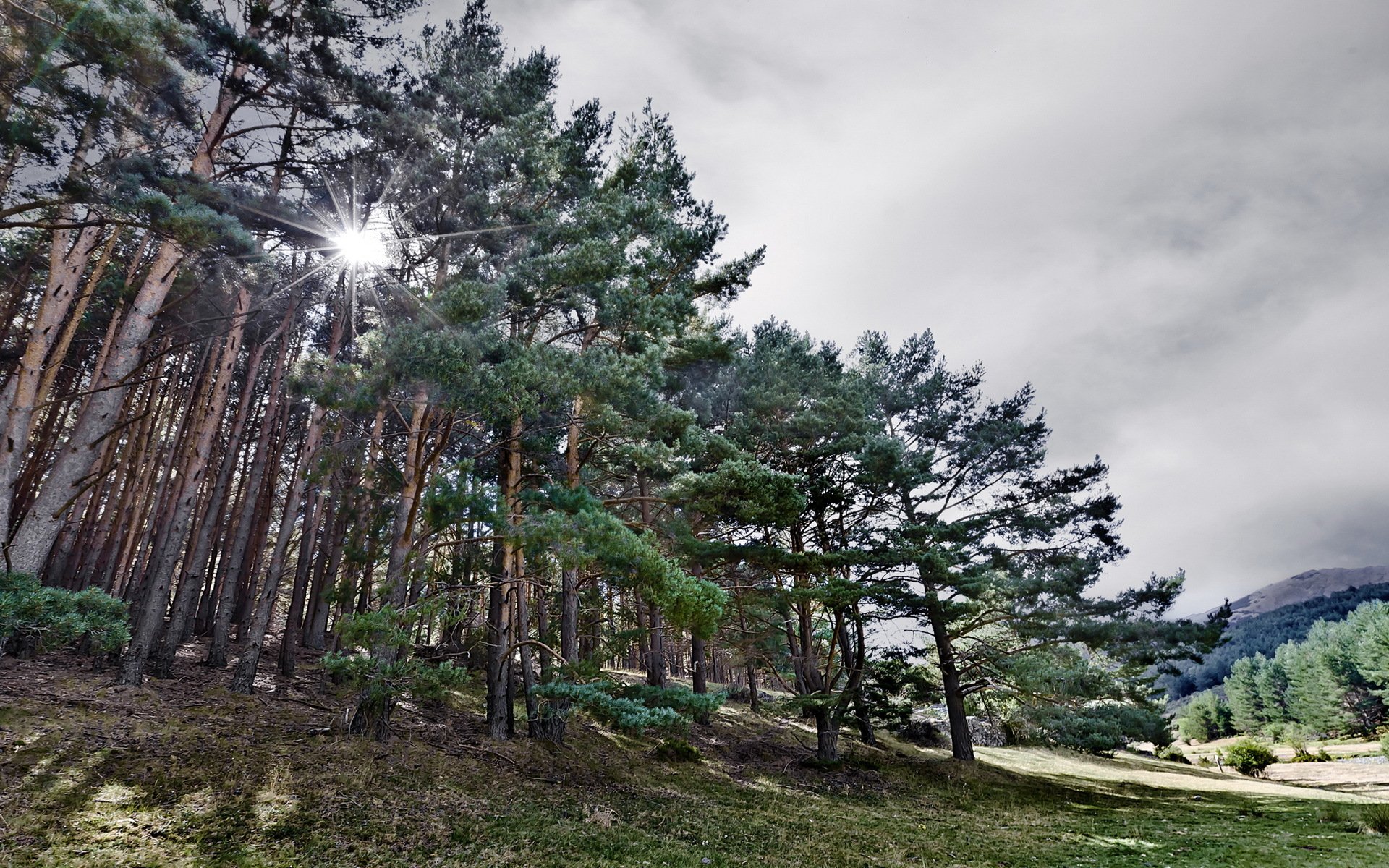 bäume feld sommer natur wald landschaft