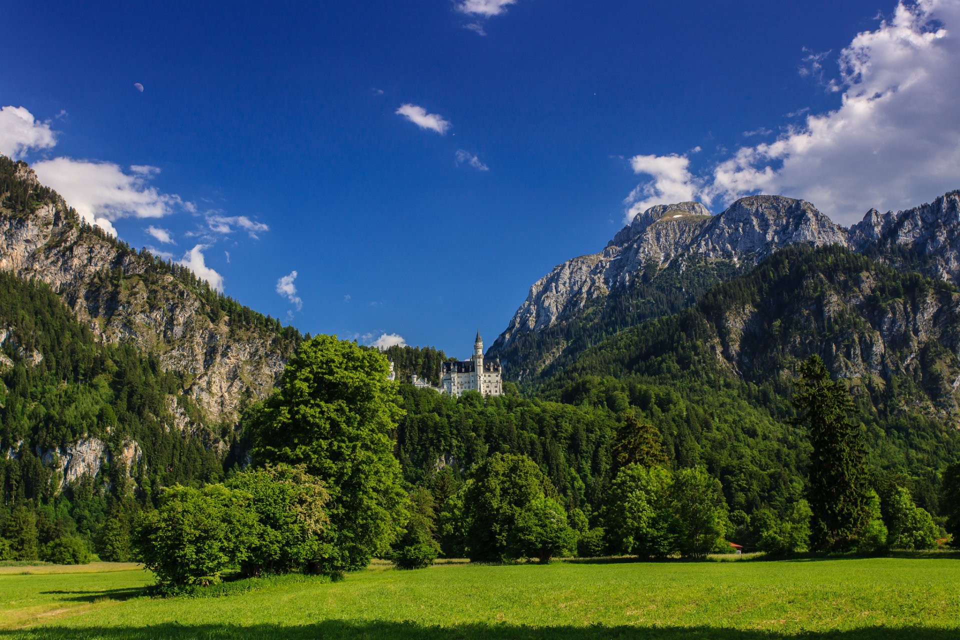 neuschwanstein castle bavaria germany mountains meadow tree