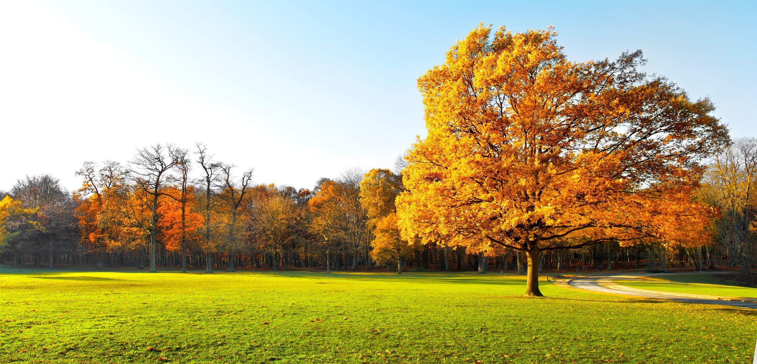 arbres d automne nature paysage jardin champ vert herbe.route belle panorama pittoresque champs verts