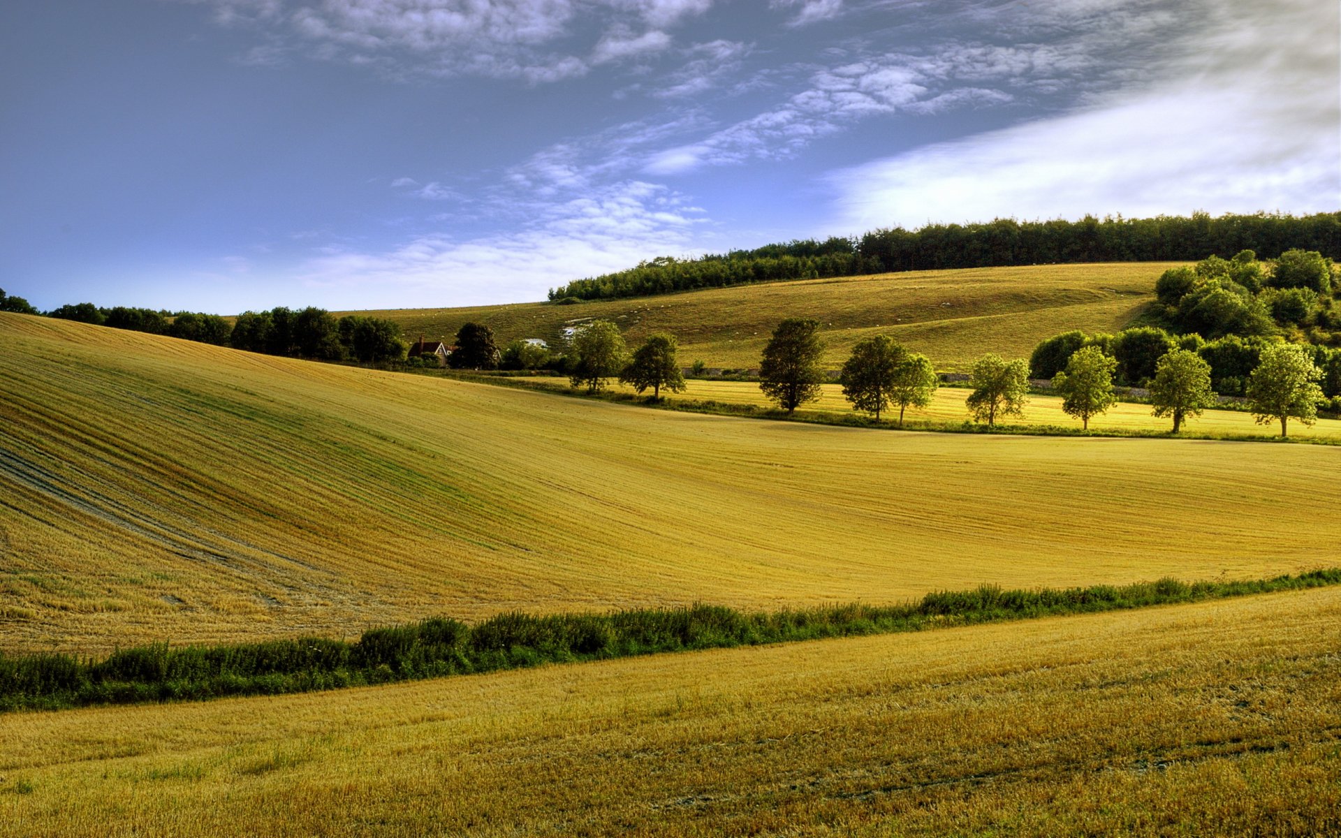 feld sommer landschaft