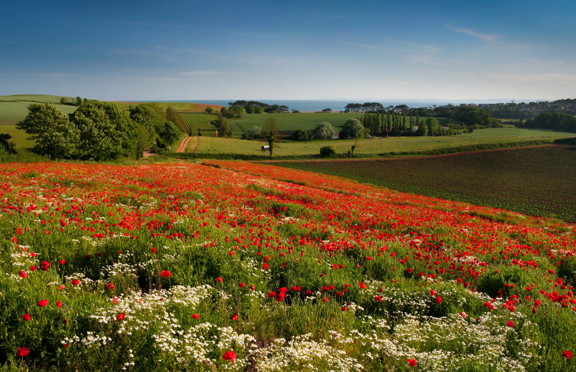 budleigh salterton inglaterra prado flores amapolas margaritas árboles campos