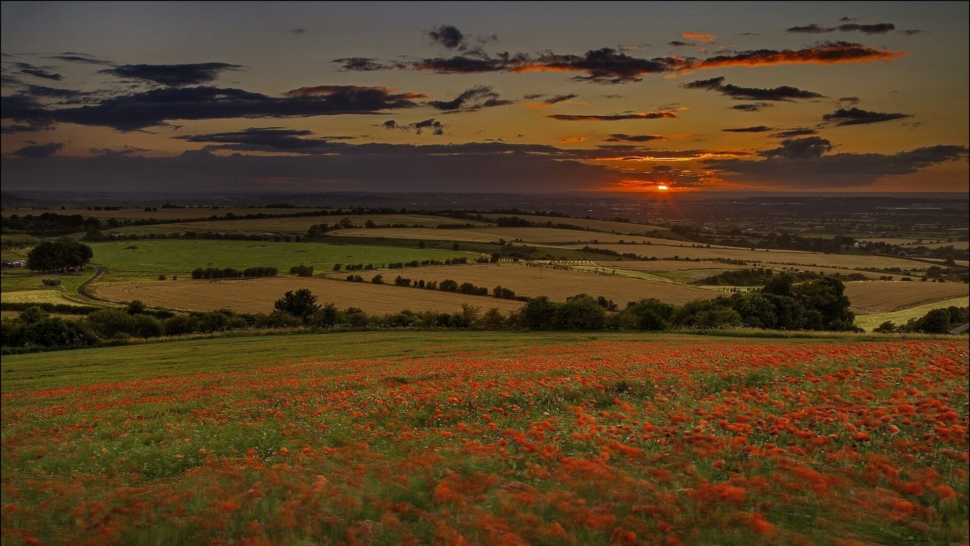 of the field sunset poppie