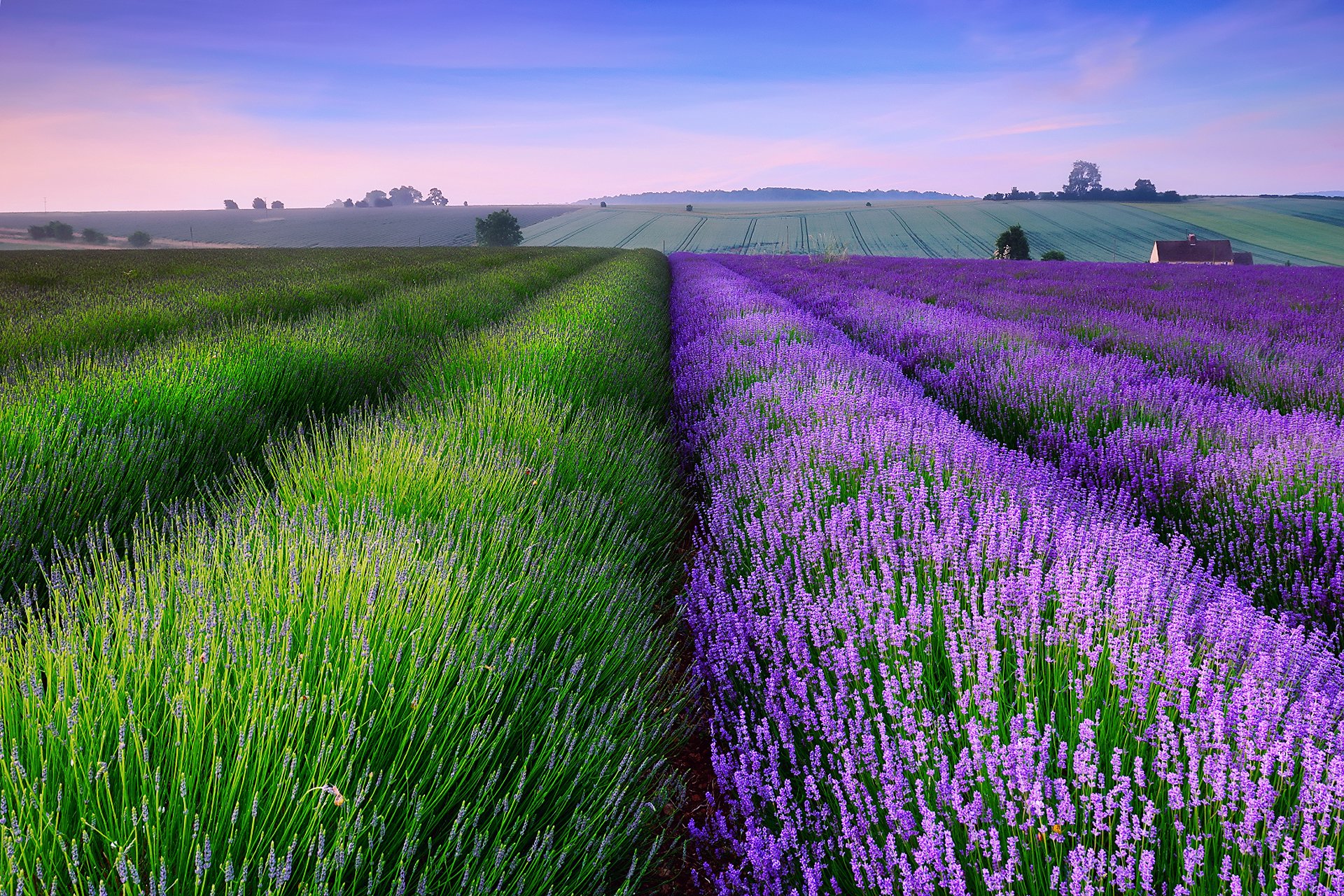 inglaterra verano tarde puesta de sol campo lavanda casa