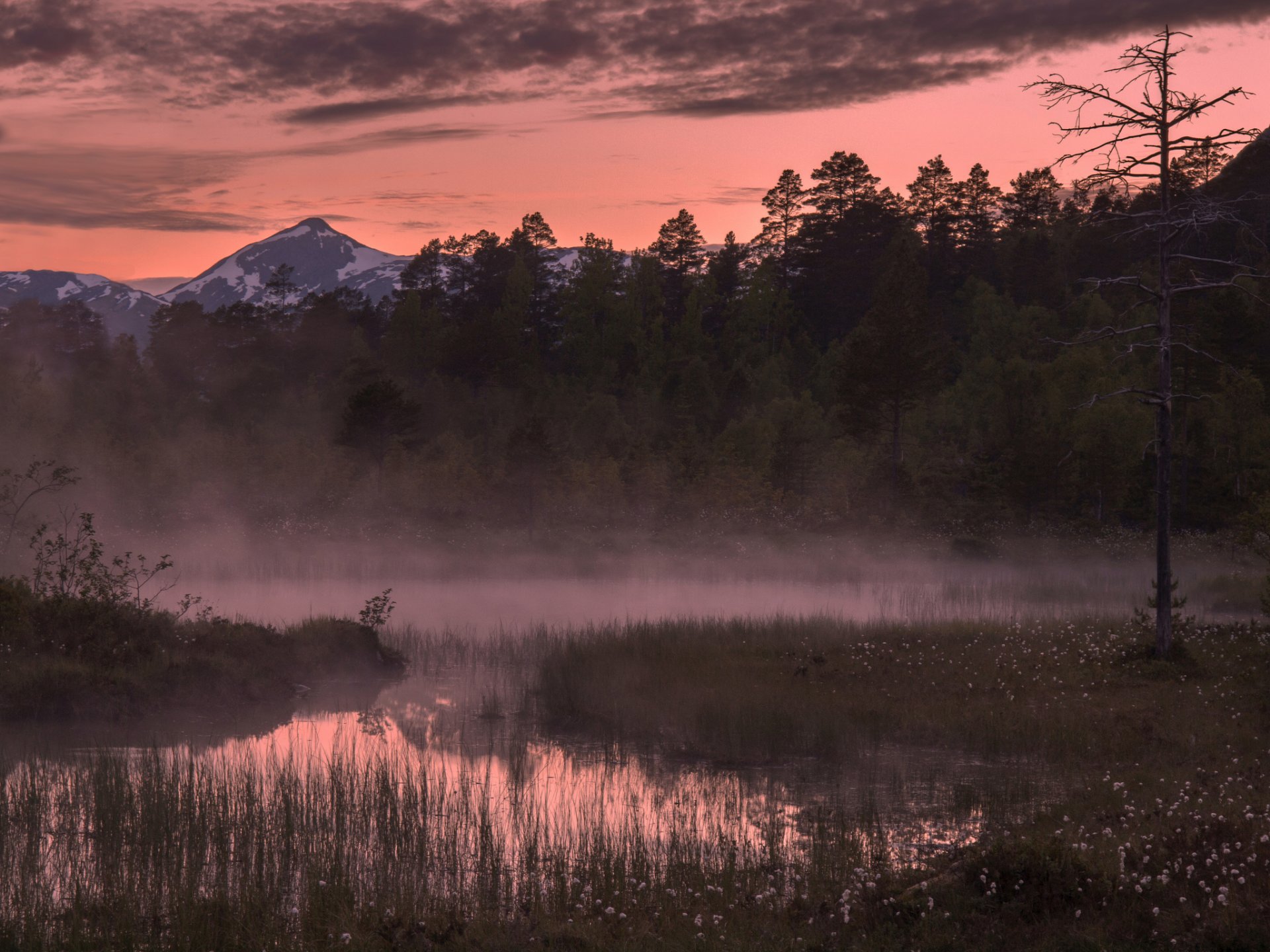 norvegia foresta alberi montagne mattina nebbia alba