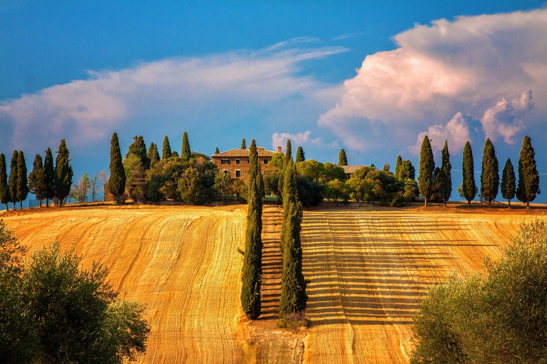 ienna tuscany italy siena tree cypress of the field