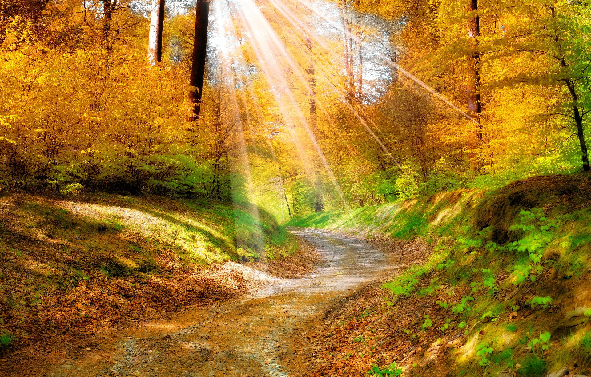 landscape nature golden autumn leaves yellow . forest tree track sun ray