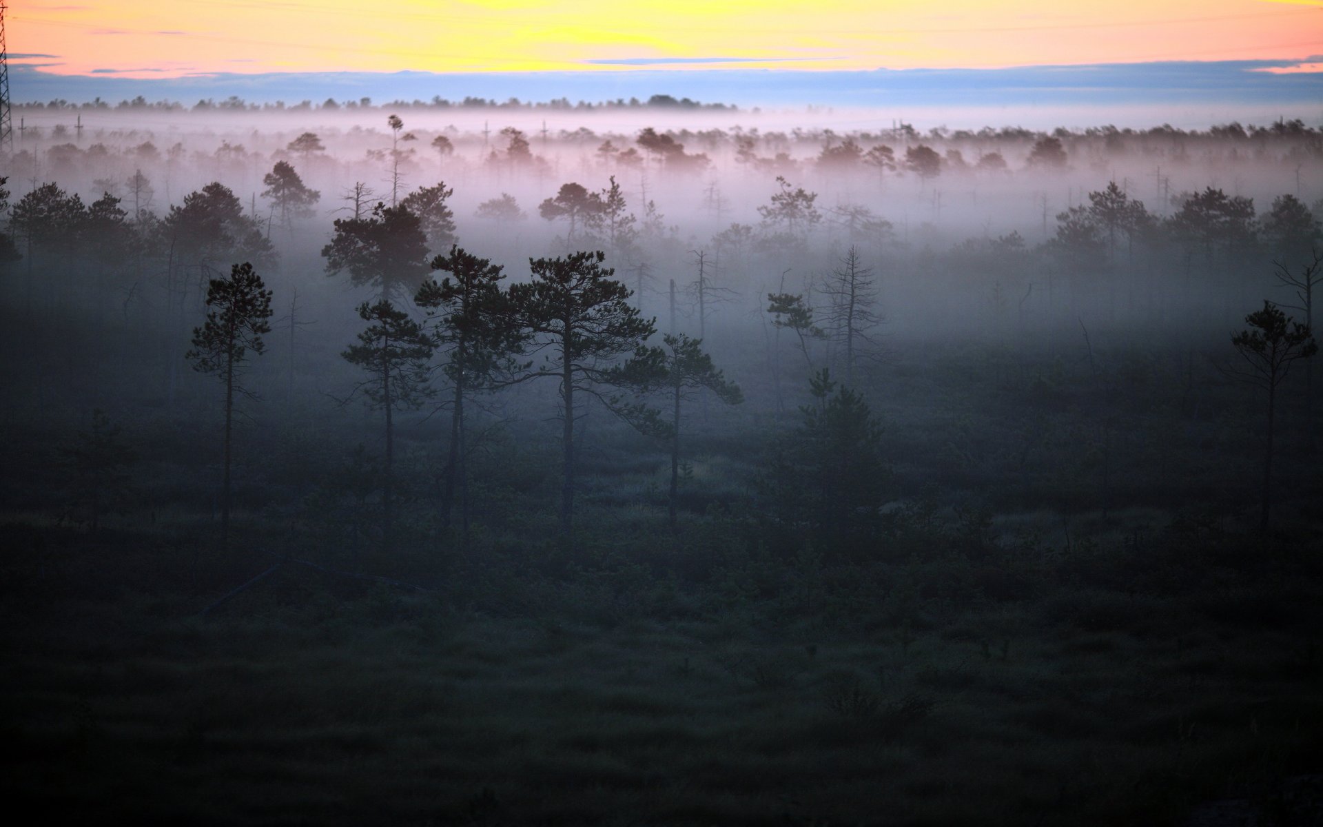 matin brouillard forêt paysage