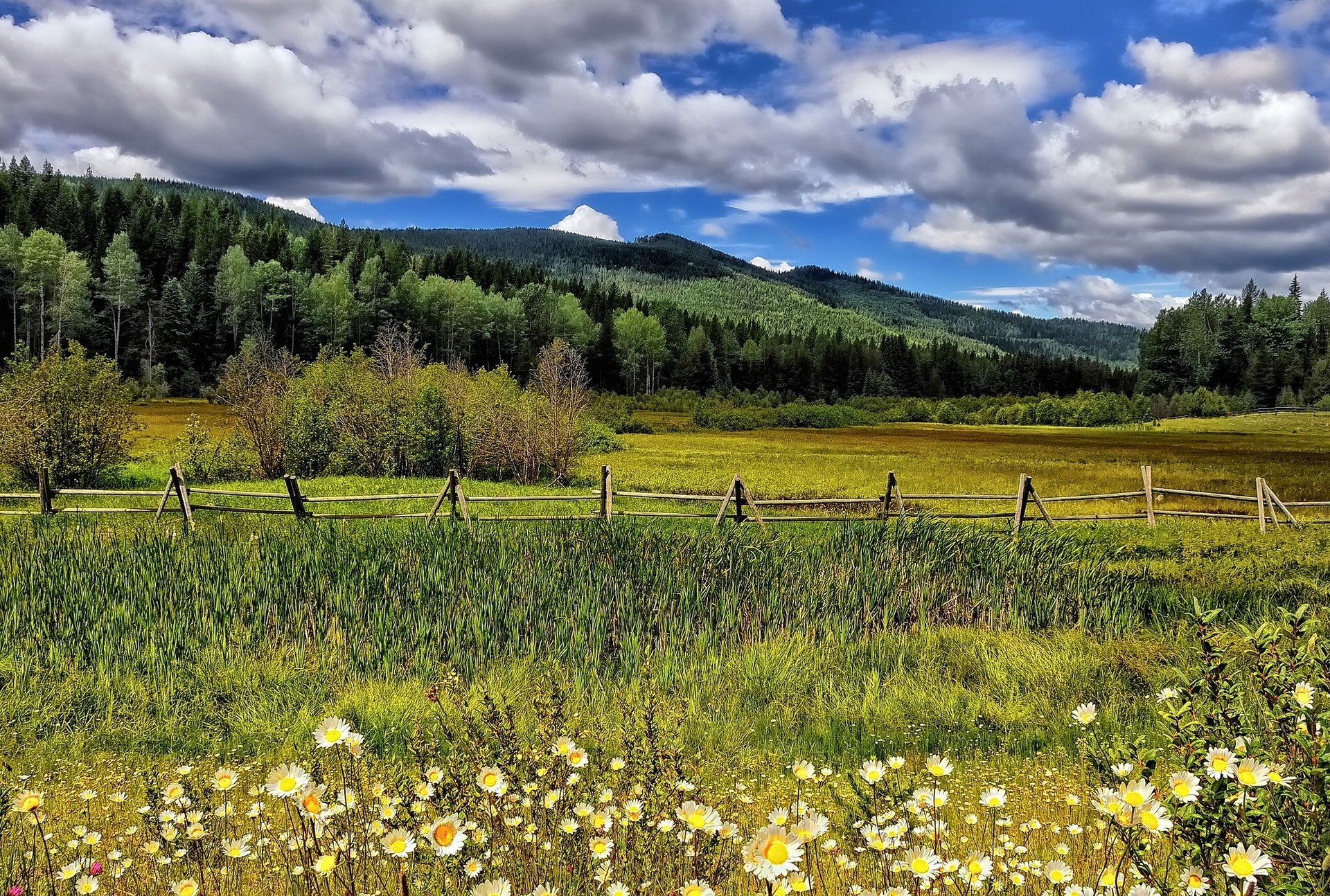 meadow flower chamomile fence tree mountain cloud