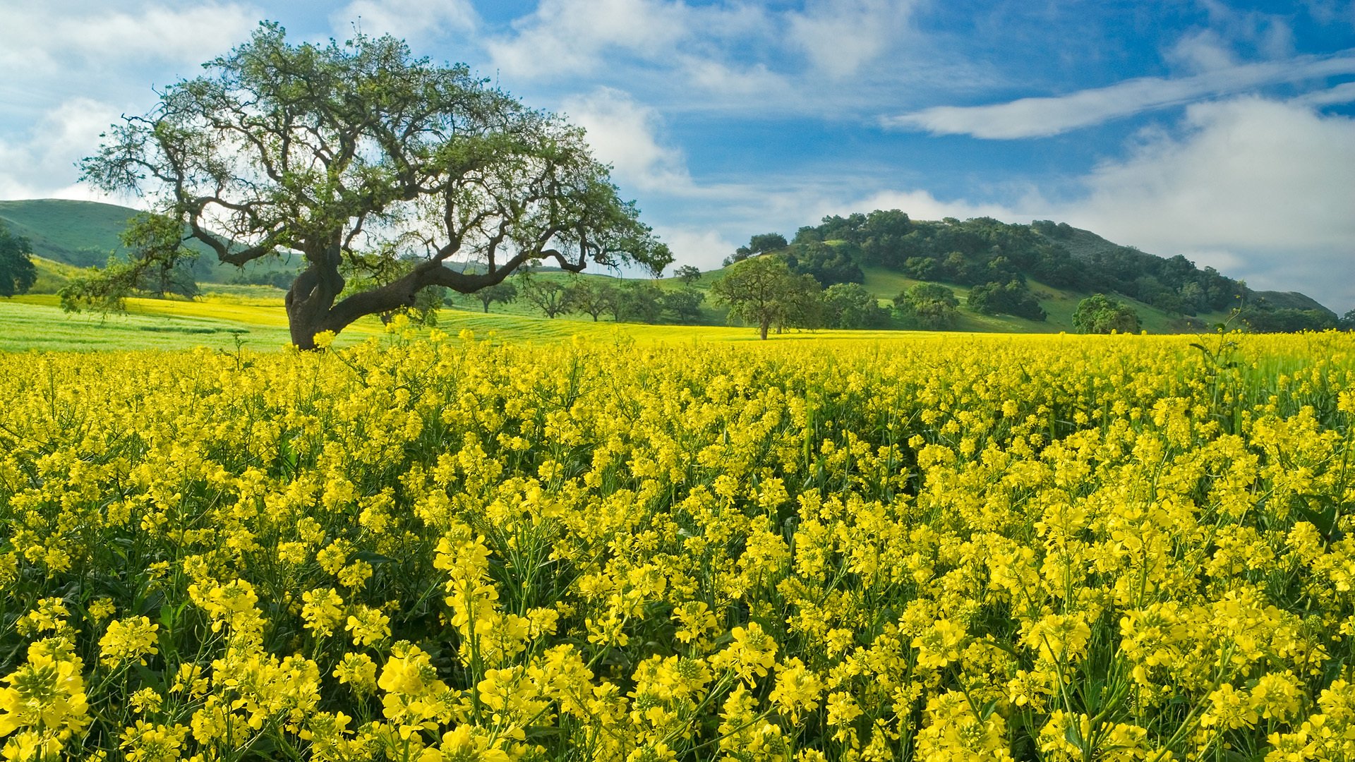 champ arbre fleurs colza