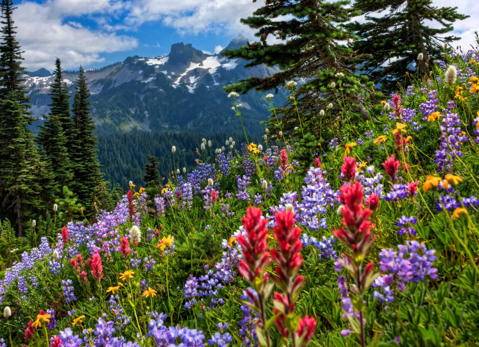 mont rainier montagnes prairie fleurs