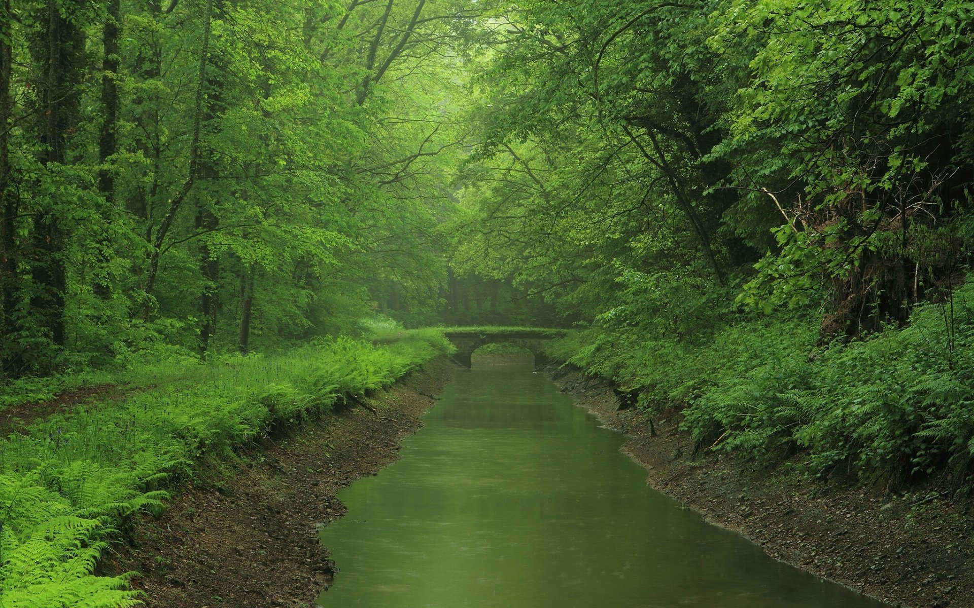 fluss wald brücke