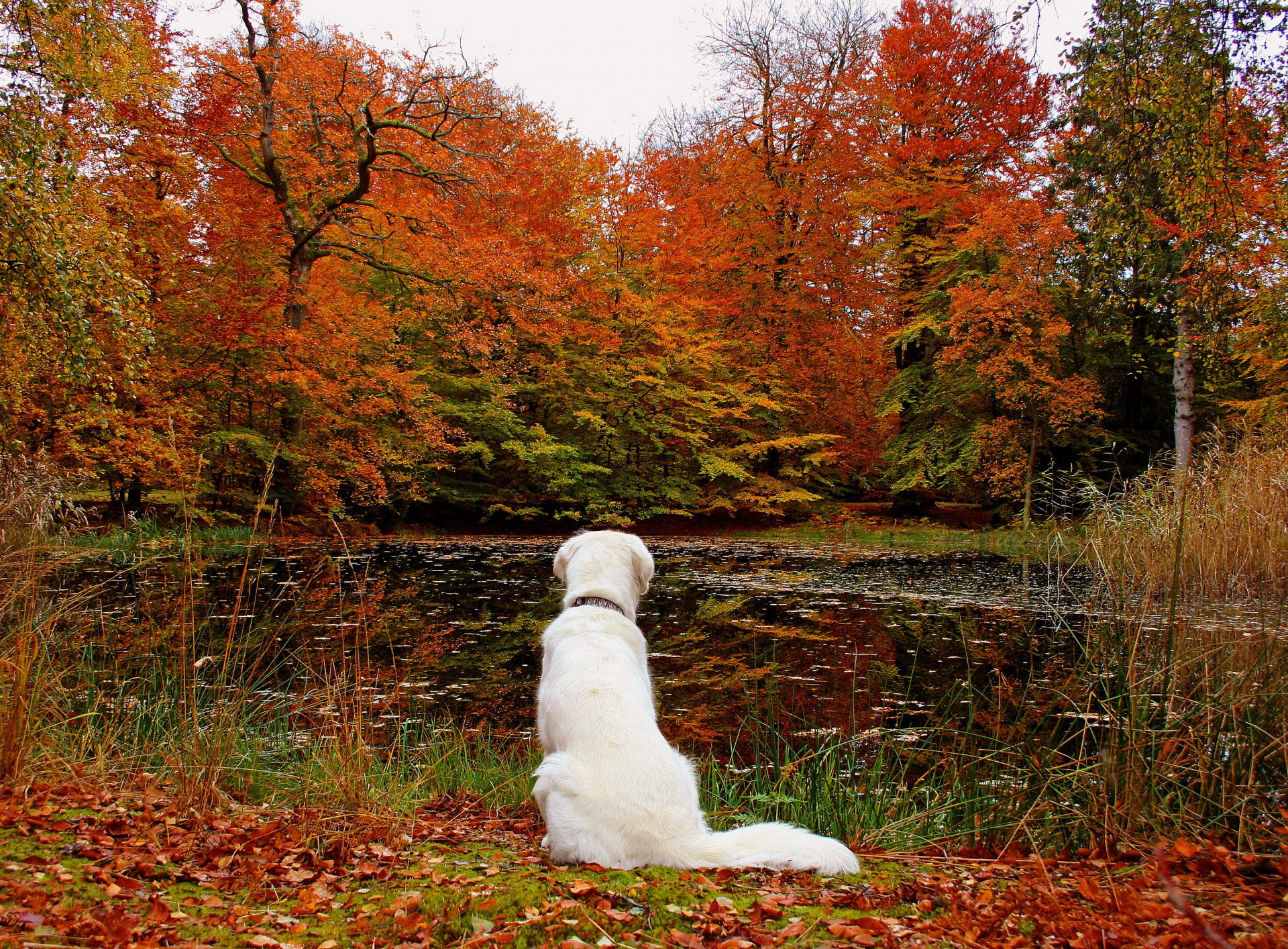 otoño bosque hojas lago perro naturaleza