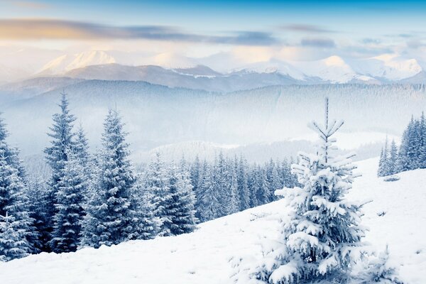 Forêt de sapins dans la neige sur les collines