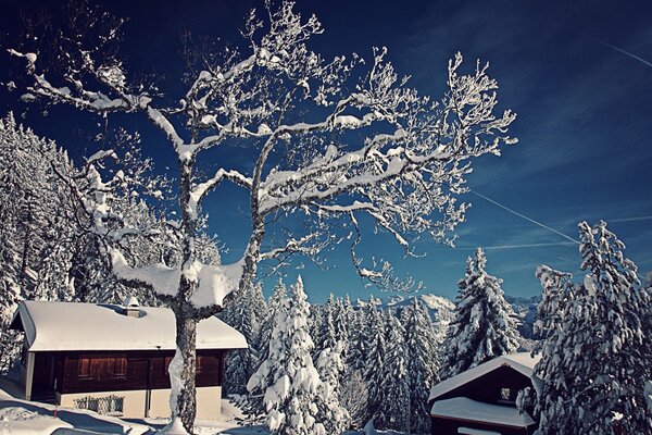 La nature de la Suisse d hiver et la maison dans la forêt