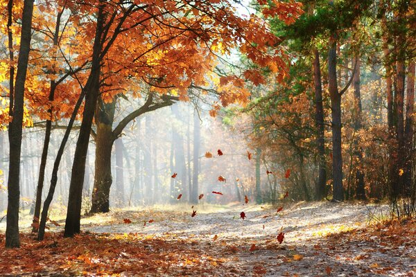 Falling oak leaves in a picturesque forest