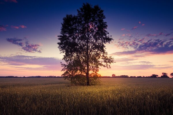 Arbre solitaire dans le champ sous le ciel du soir