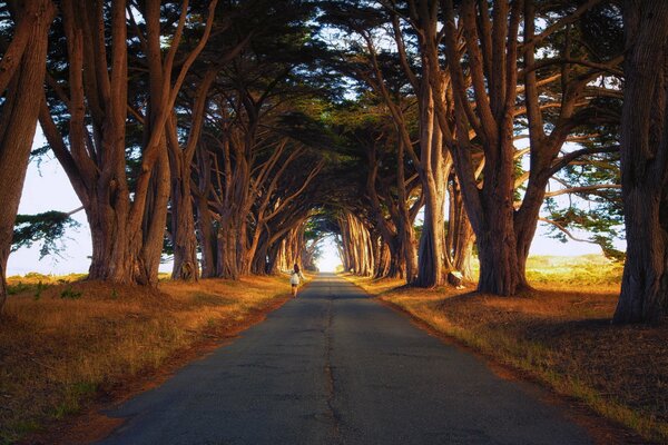 Strada attraverso alberi fortemente contorti