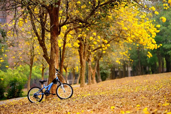 Forêt d automne avec vélo près de l arbre