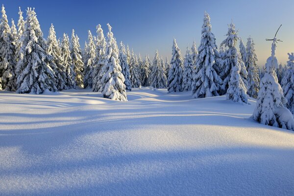 La natura della foresta invernale affascina