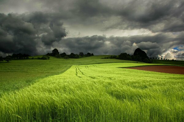 Grünes Feld vor dem Hintergrund eines bewölkten, finsteren Himmels