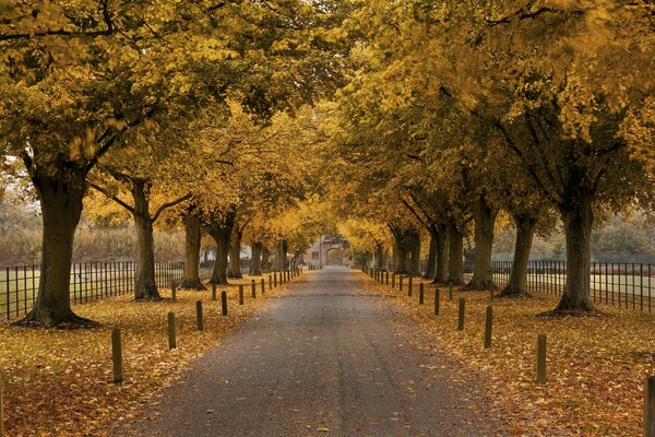 Arbres jaunes sur l allée d automne