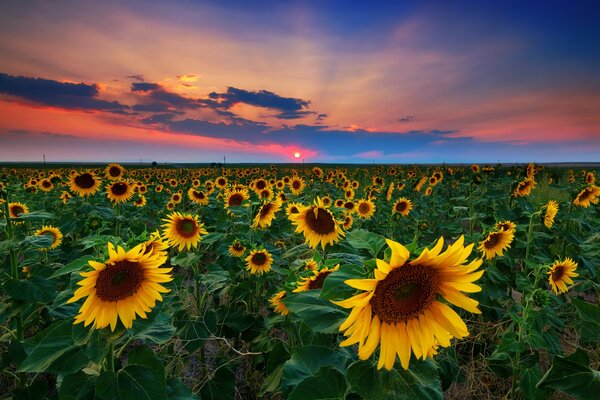 Champ de tournesols d été à Denver aux États-Unis