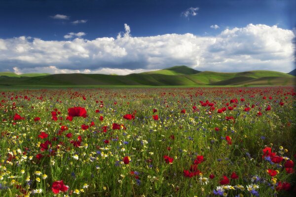 Le foto nel prato sono particolarmente romantiche