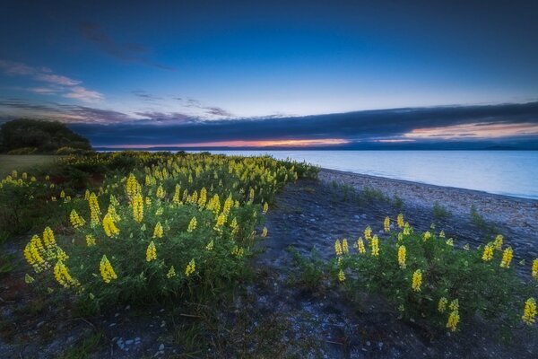 Gelbe Blumen am Ufer des Sees