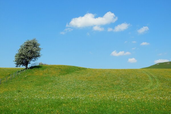 Summer pezage tree in the field