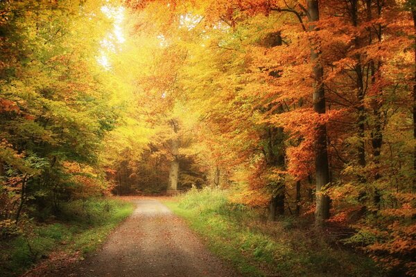 La strada nella foresta d oro autunnale