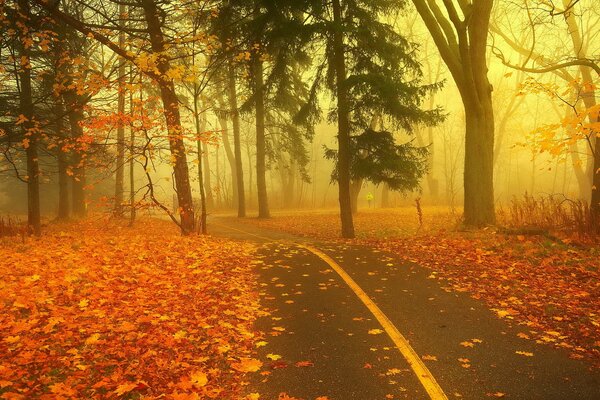 Foresta e strada nebbiosa autunnale