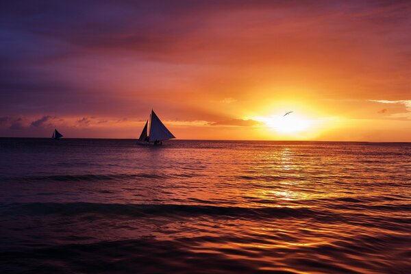 Sailboat and seagull in the sea at sunset