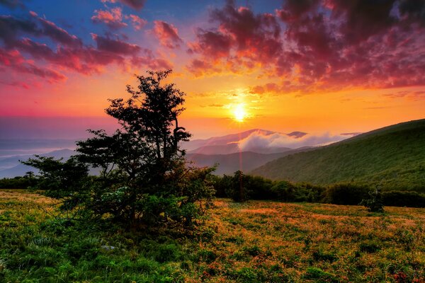 Épinette solitaire sur fond de montagnes et de sommets dans les rayons de l aube du matin