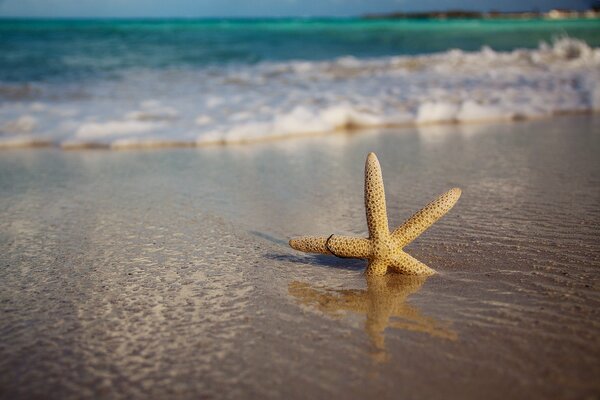 Ein Seestern liegt einsam im Sand