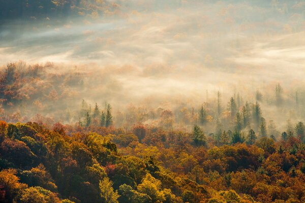 Autumn colored misty forest