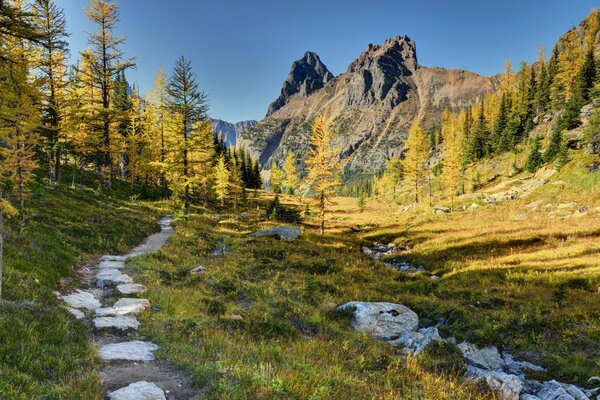 Paisaje de bosque amarillo-verde con un camino estrecho pedregoso en el fondo de las montañas en el parque nacional Yoho