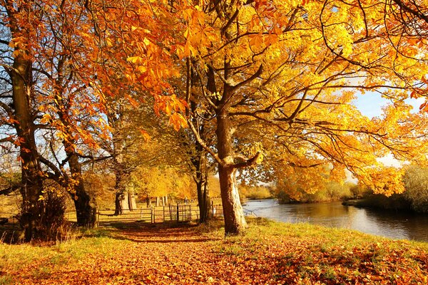 Alberi con foglie gialle in una giornata di sole nel parco autunnale della Scozia