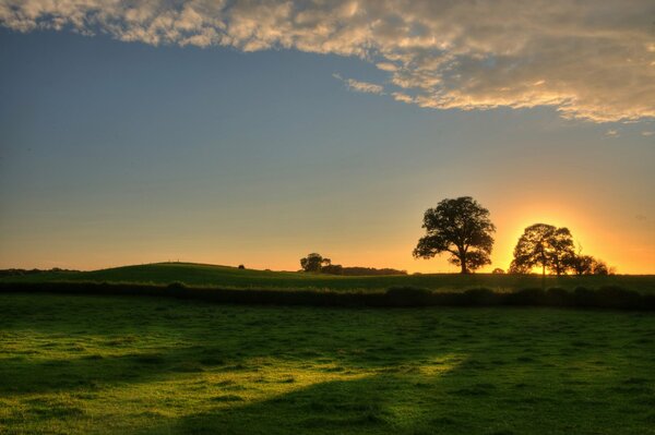 Sunset. A tree against the sky