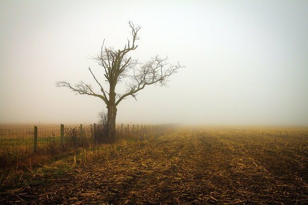 Arbre solitaire sans feuilles dans le brouillard du matin