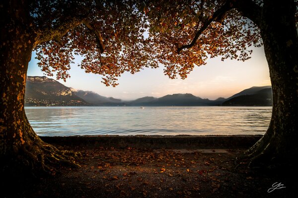 Árboles de otoño junto al lago