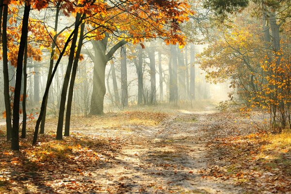 Herbststraße durch den Nebel