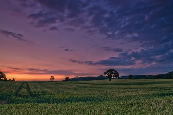 Schöner Himmel über dem Feld mit Vegetation