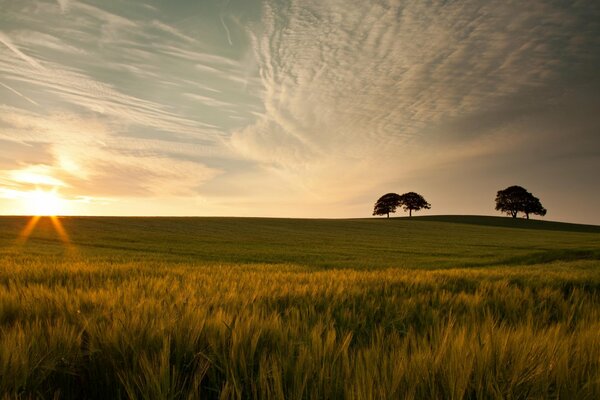 Albero solitario in un campo verde